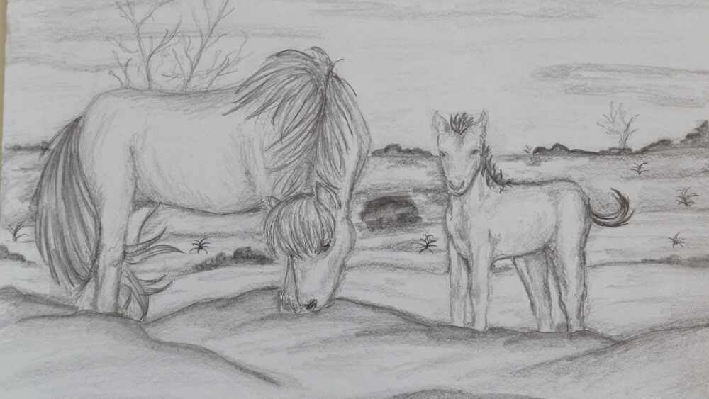 Divocí koně – Wild horses – Šarlota Michalcová